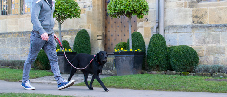 Dog friendly guest houses in the Cotswolds