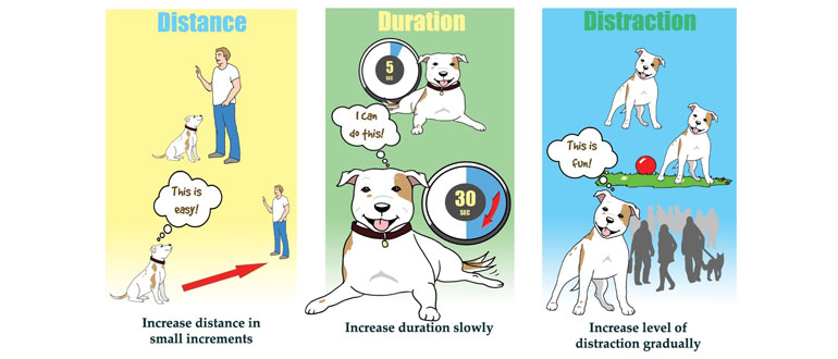 Dog hot sale distraction training