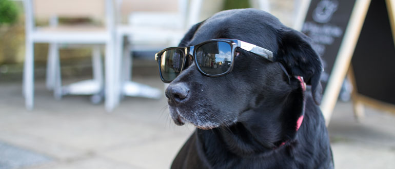 Dog on Holiday in sunglasses